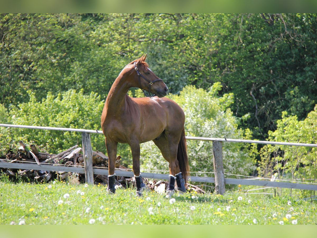 Hannoveraner Wallach 16 Jahre 171 cm Dunkelfuchs in Mohrkirch