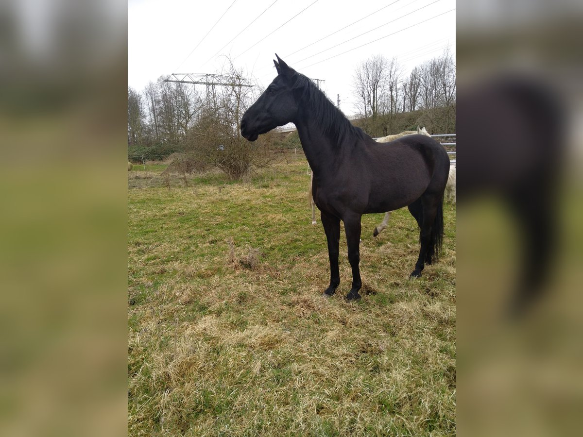 Hannoveraner Wallach 16 Jahre 172 cm Rappe in Warnstedt