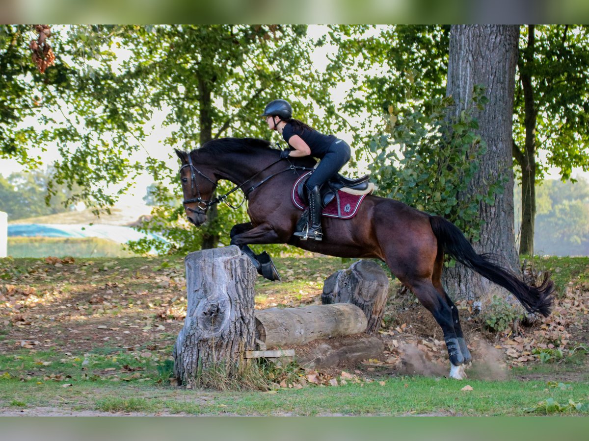 Hannoveraner Wallach 16 Jahre 174 cm Dunkelbrauner in B&#xFC;delsdorf