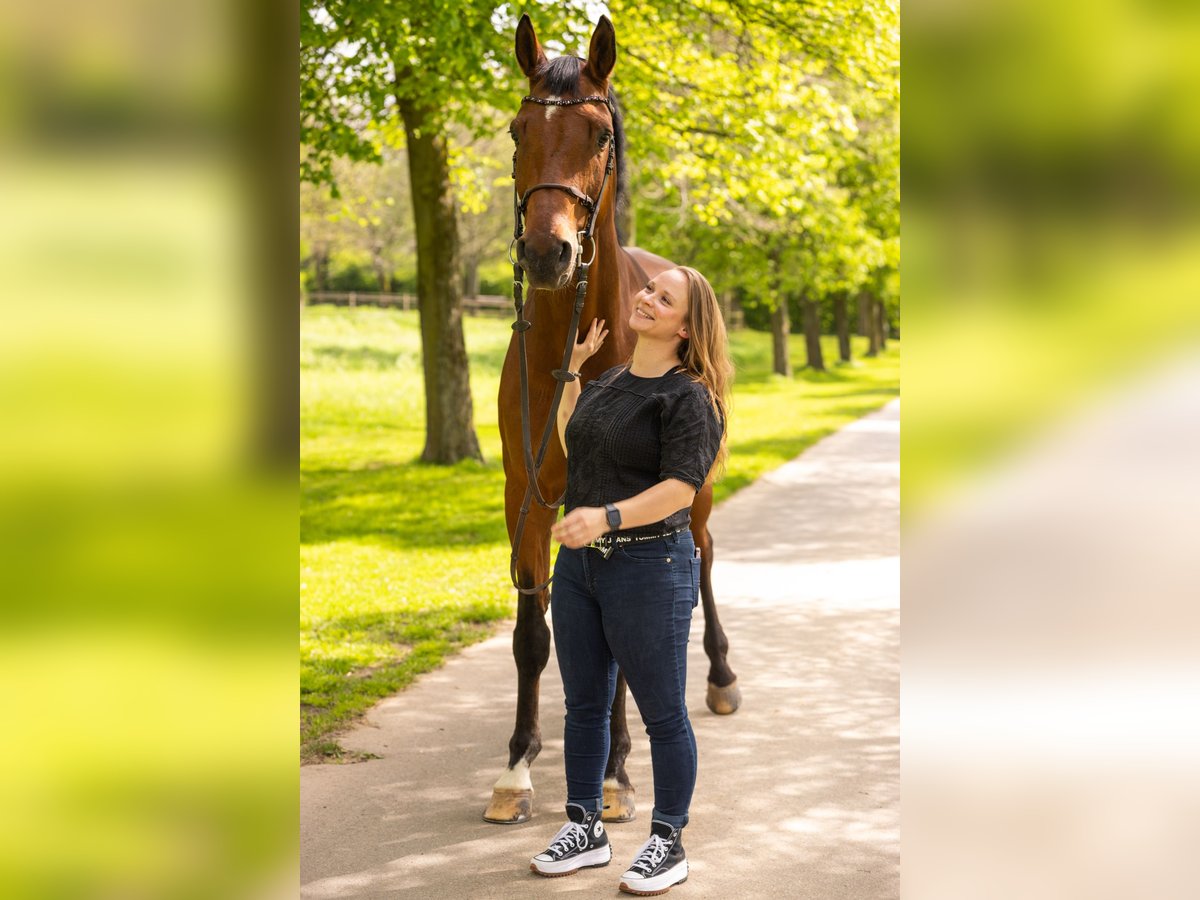 Hannoveraner Wallach 16 Jahre 180 cm Brauner in Frechen