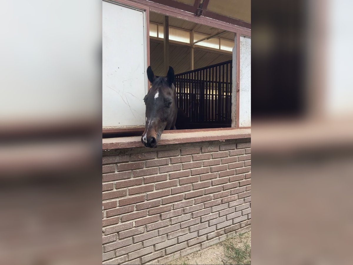 Hannoveraner Wallach 17 Jahre 164 cm Dunkelbrauner in Benevento