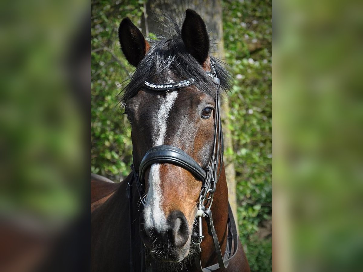 Hannoveraner Wallach 17 Jahre 168 cm Brauner in Haftenkamp