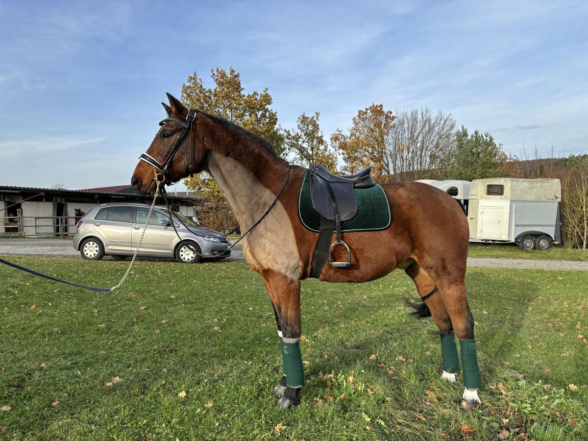 Hannoveraner Wallach 17 Jahre 169 cm Brauner in Usingen