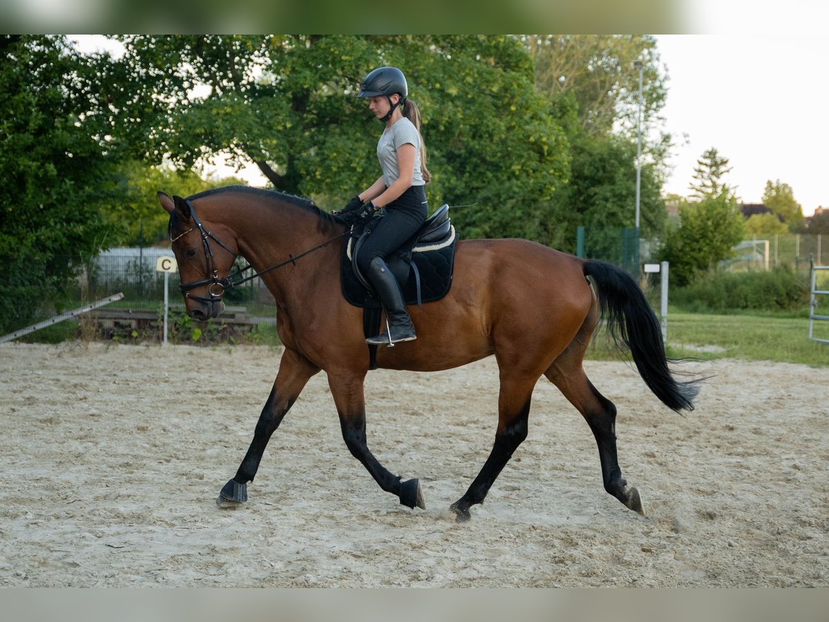 Hannoveraner Wallach 17 Jahre 170 cm Brauner in Vechelde