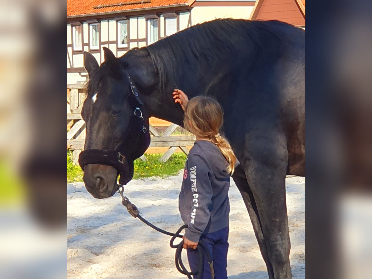 Hannoveraner Wallach 18 Jahre 163 cm in Northeim