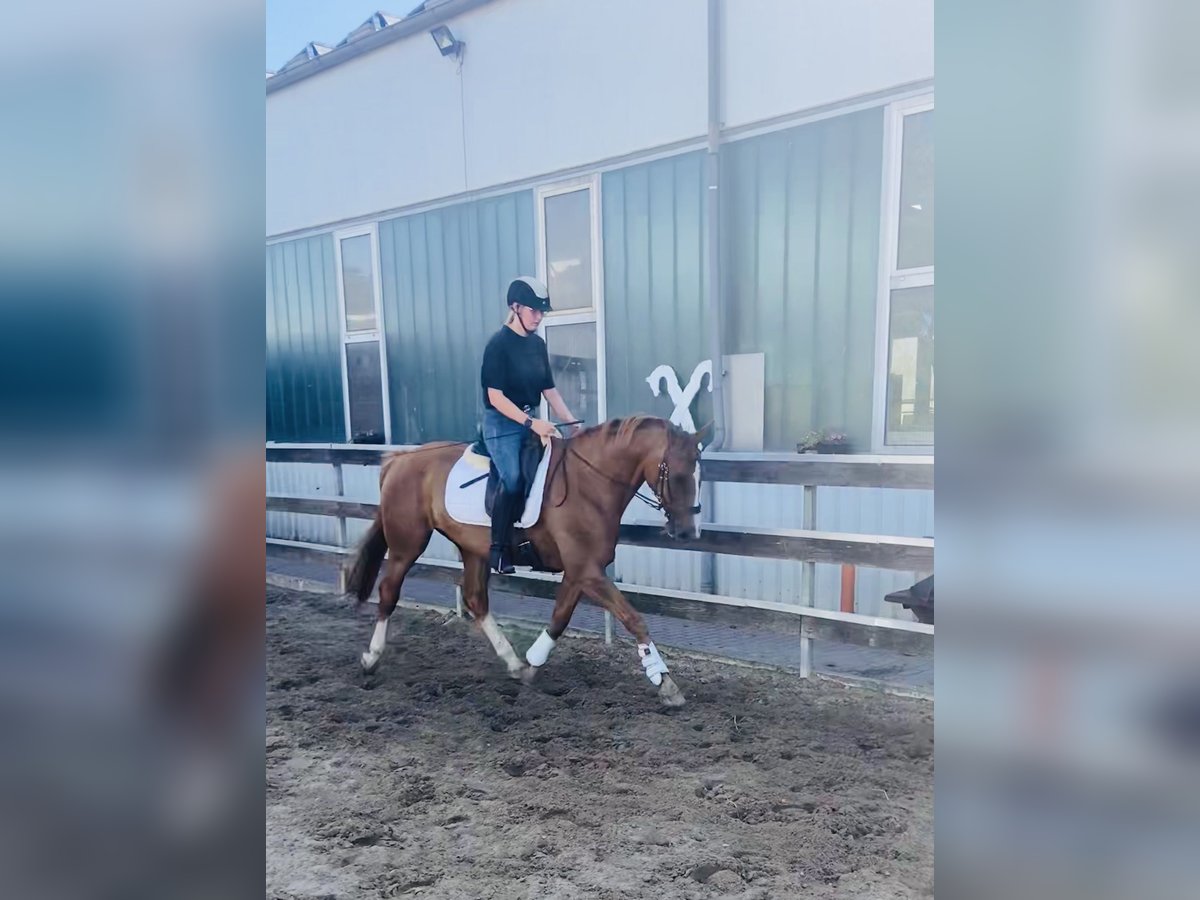 Hannoveraner Wallach 18 Jahre 170 cm Fuchs in Neuenkirchen