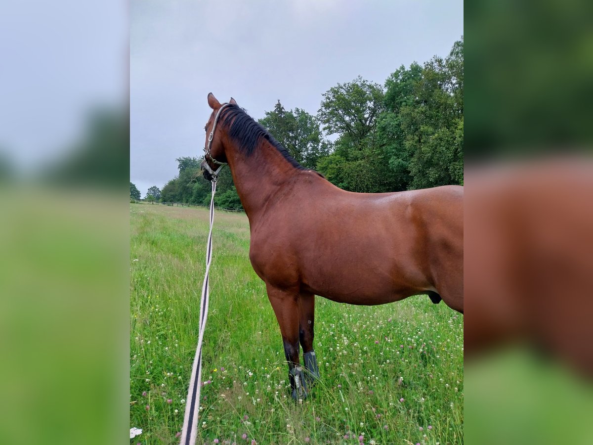 Hannoveraner Wallach 18 Jahre 172 cm Brauner in Schmalenberg