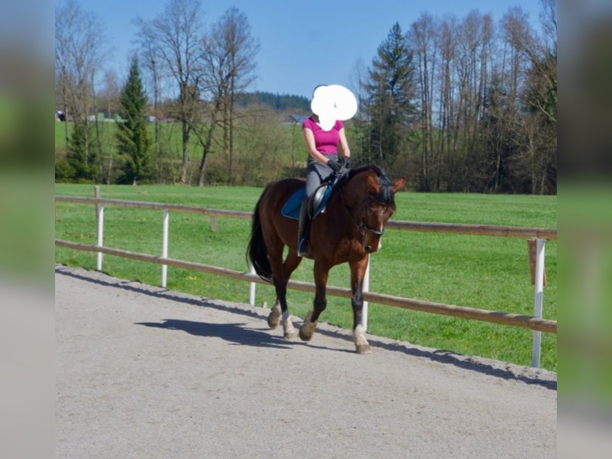 Hannoveraner Wallach 19 Jahre 156 cm Brauner in Opfenbach