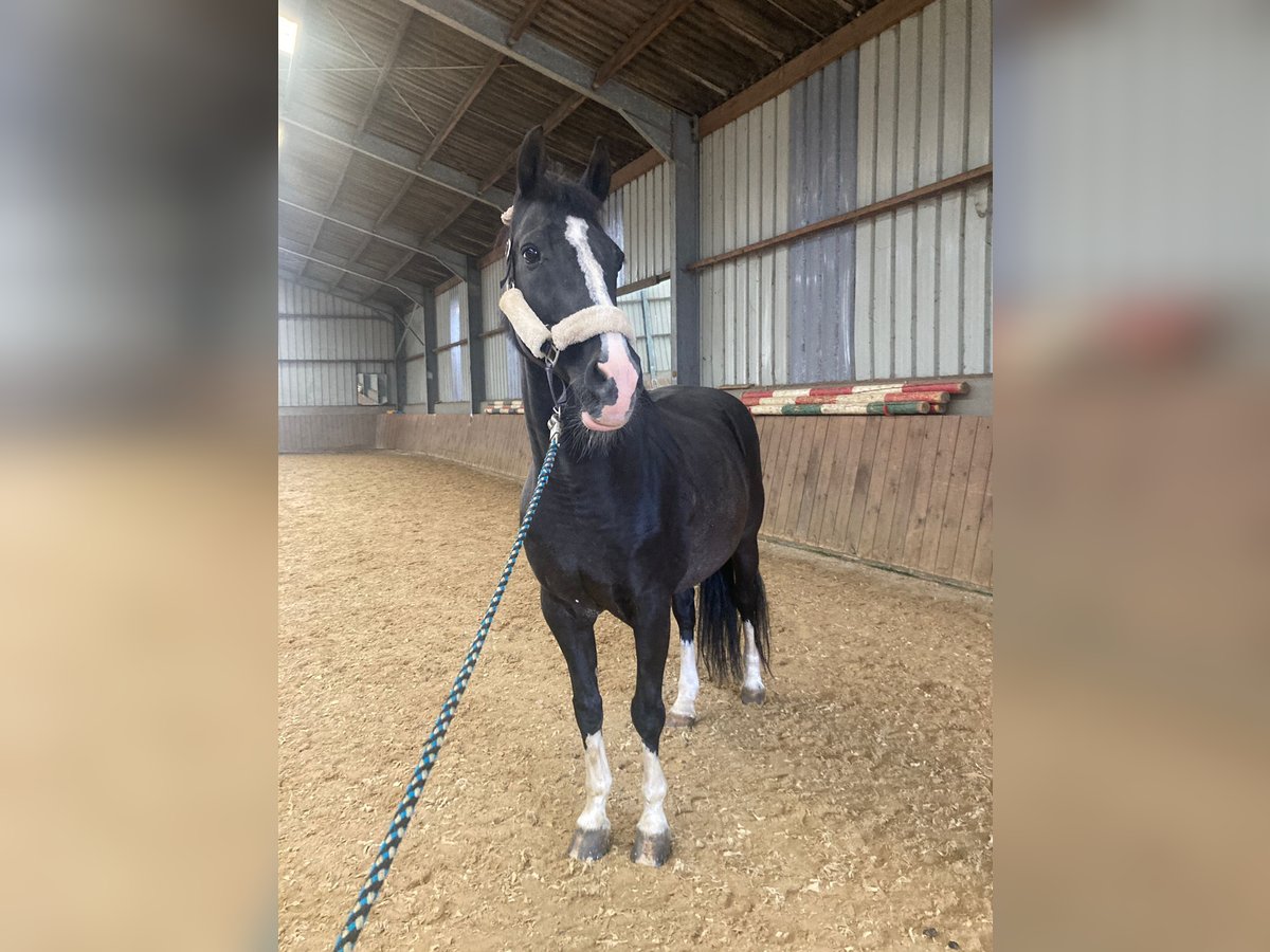 Hannoveraner Wallach 19 Jahre 165 cm Schwarzbrauner in Contern