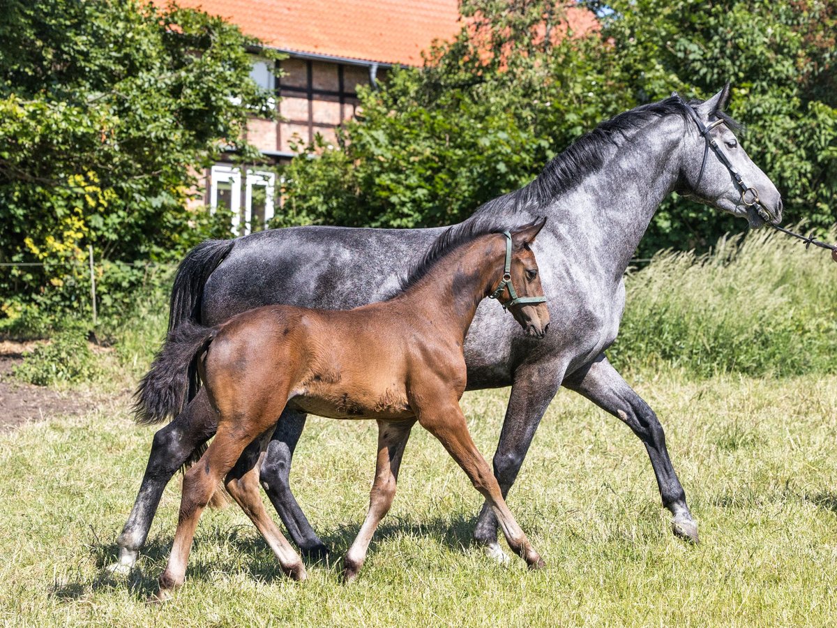Hannoveraner Wallach 1 Jahr 145 cm Dunkelbrauner in Sickte