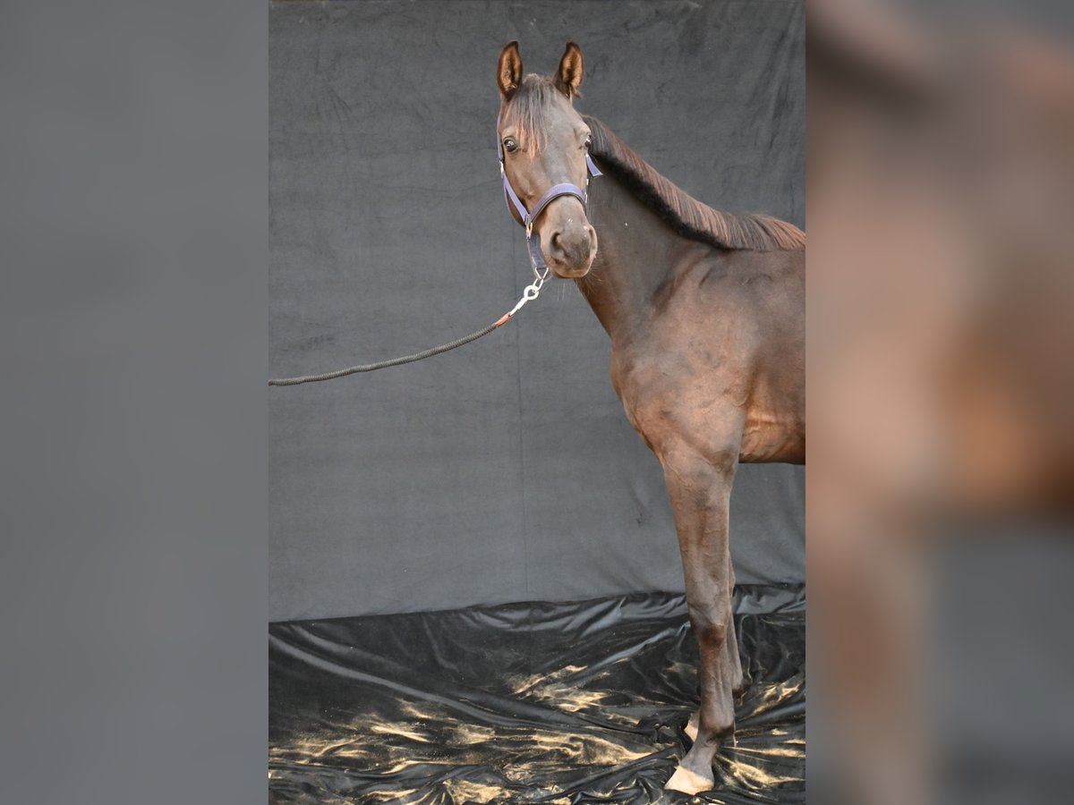 Hannoveraner Wallach 1 Jahr 170 cm Schwarzbrauner in Kautzen