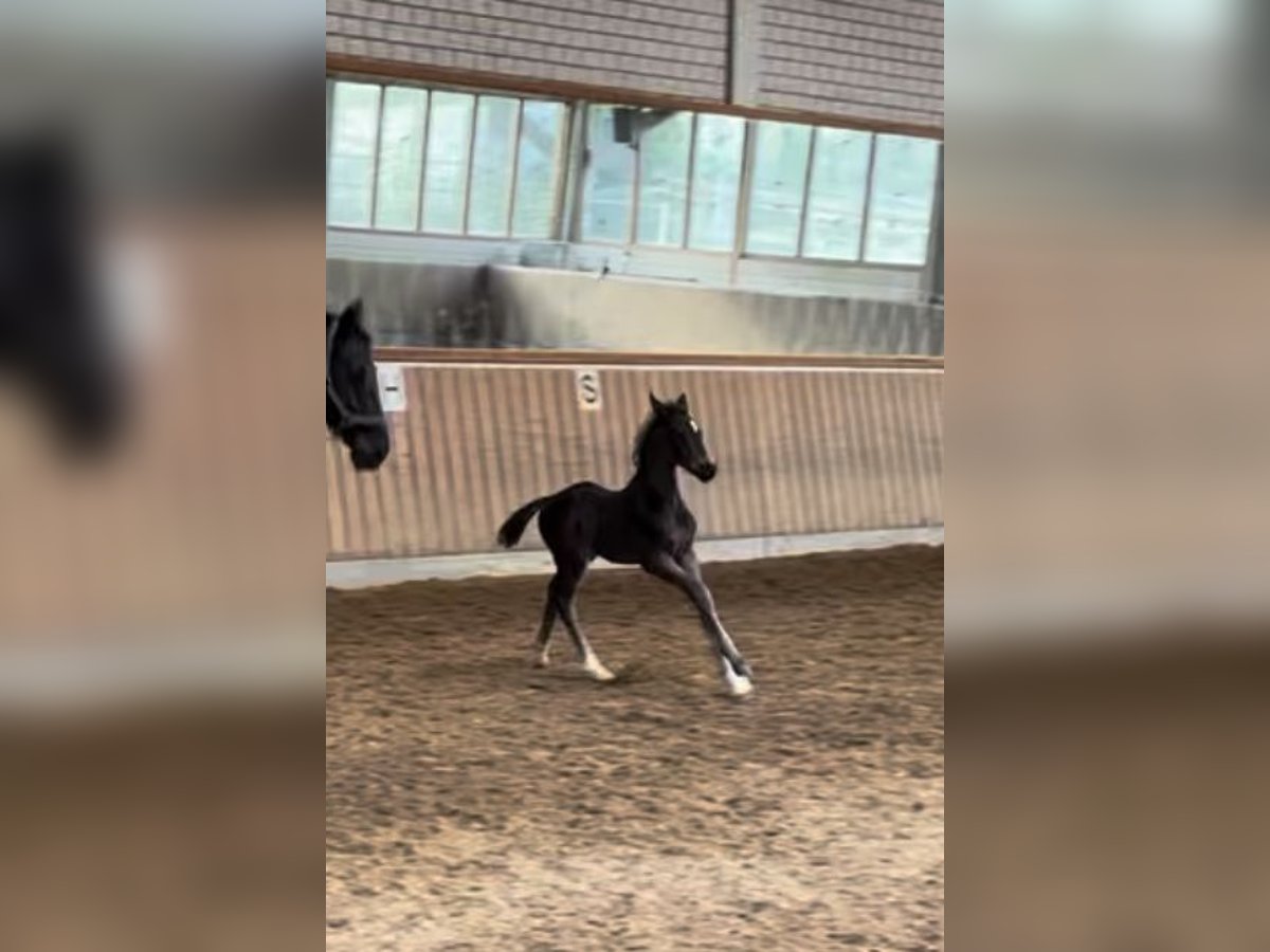 Hannoveraner Wallach 1 Jahr Rappe in Essen