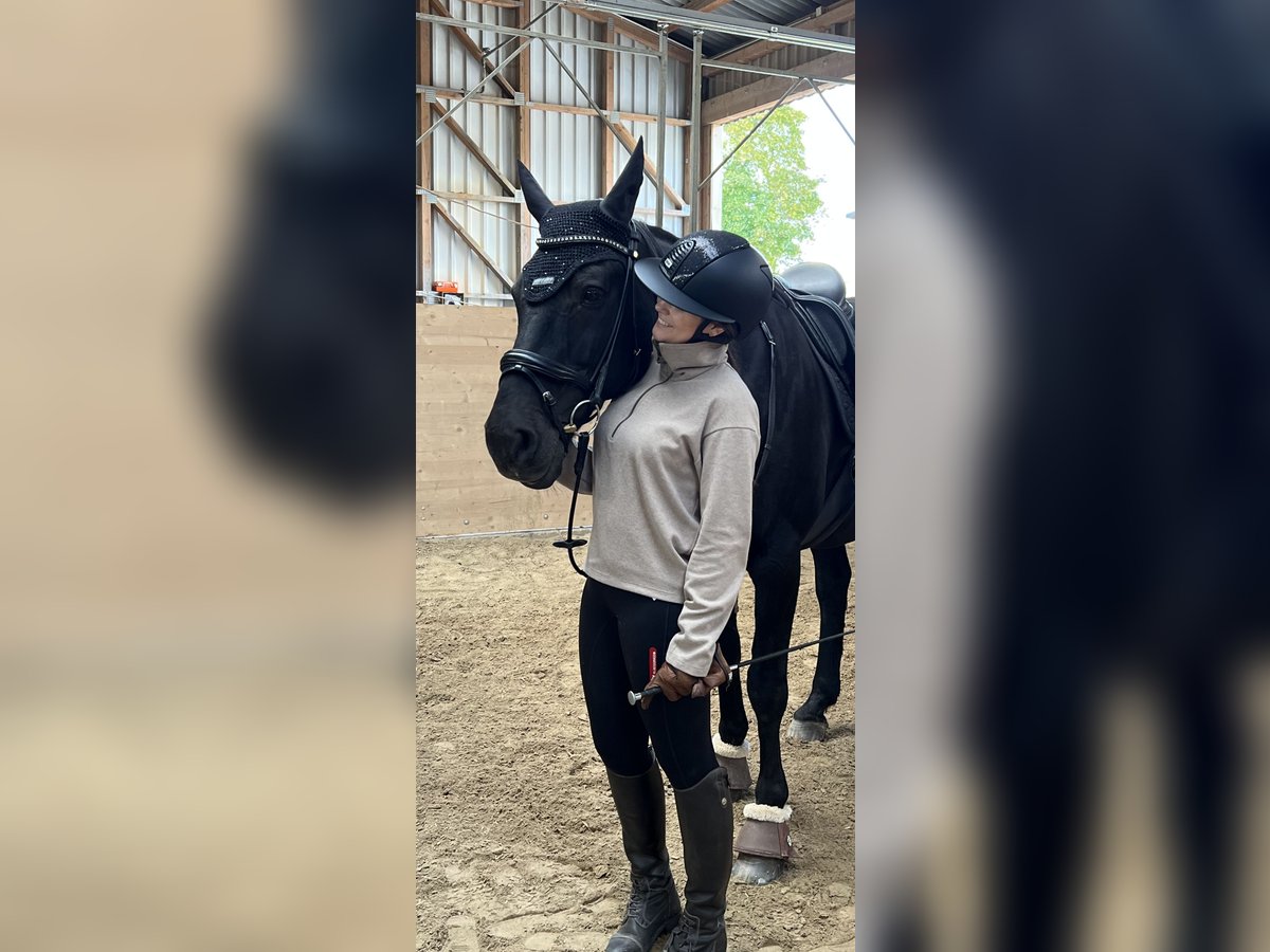 Hannoveraner Wallach 20 Jahre 160 cm Rappe in Villmar