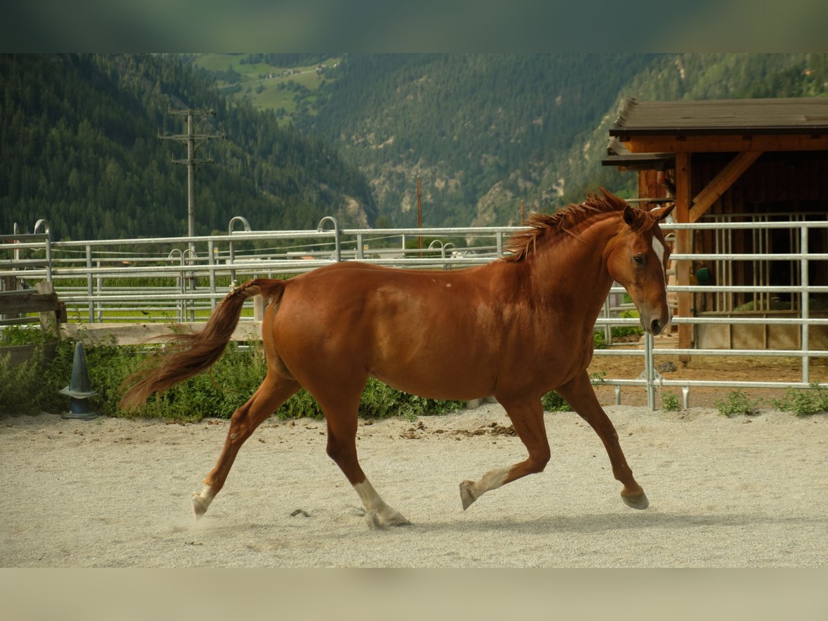 Hannoveraner Wallach 20 Jahre 165 cm Fuchs in Imst