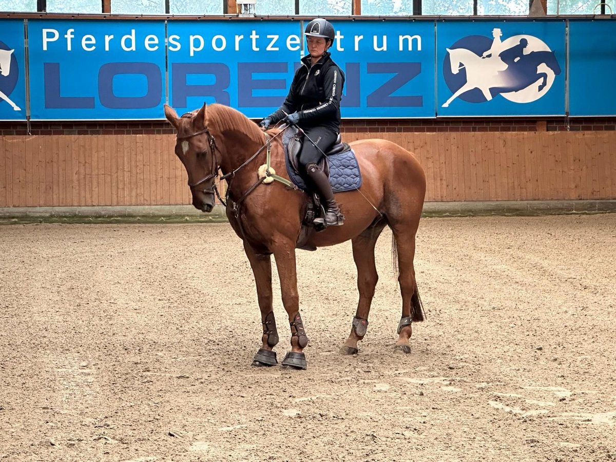 Hannoveraner Wallach 20 Jahre 168 cm Fuchs in Osterholz-Scharmbeck