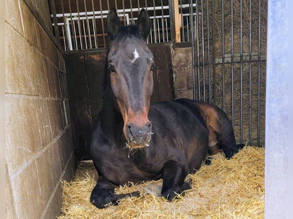 Hannoveraner Wallach 21 Jahre 175 cm Dunkelbrauner in Herrenberg
