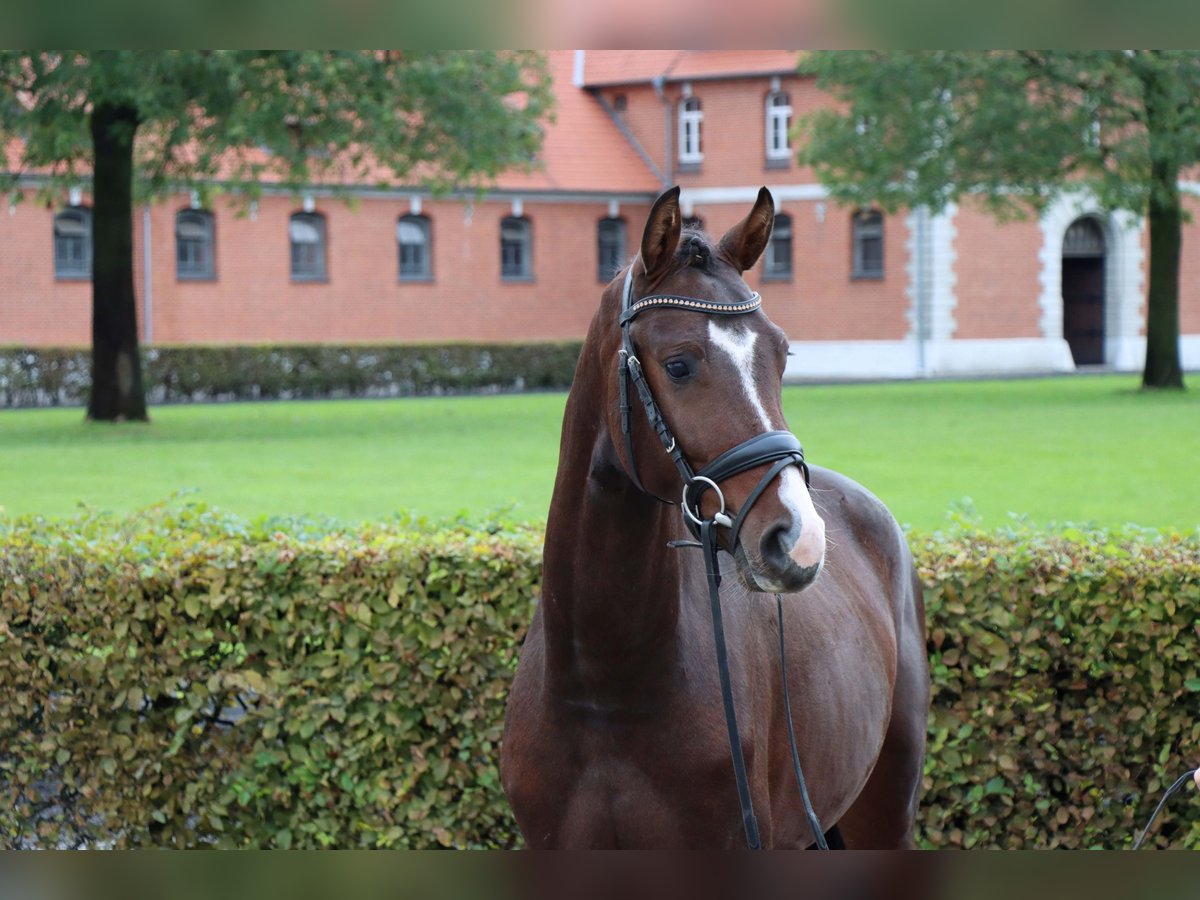 Hannoveraner Wallach 2 Jahre 157 cm Brauner in Celle