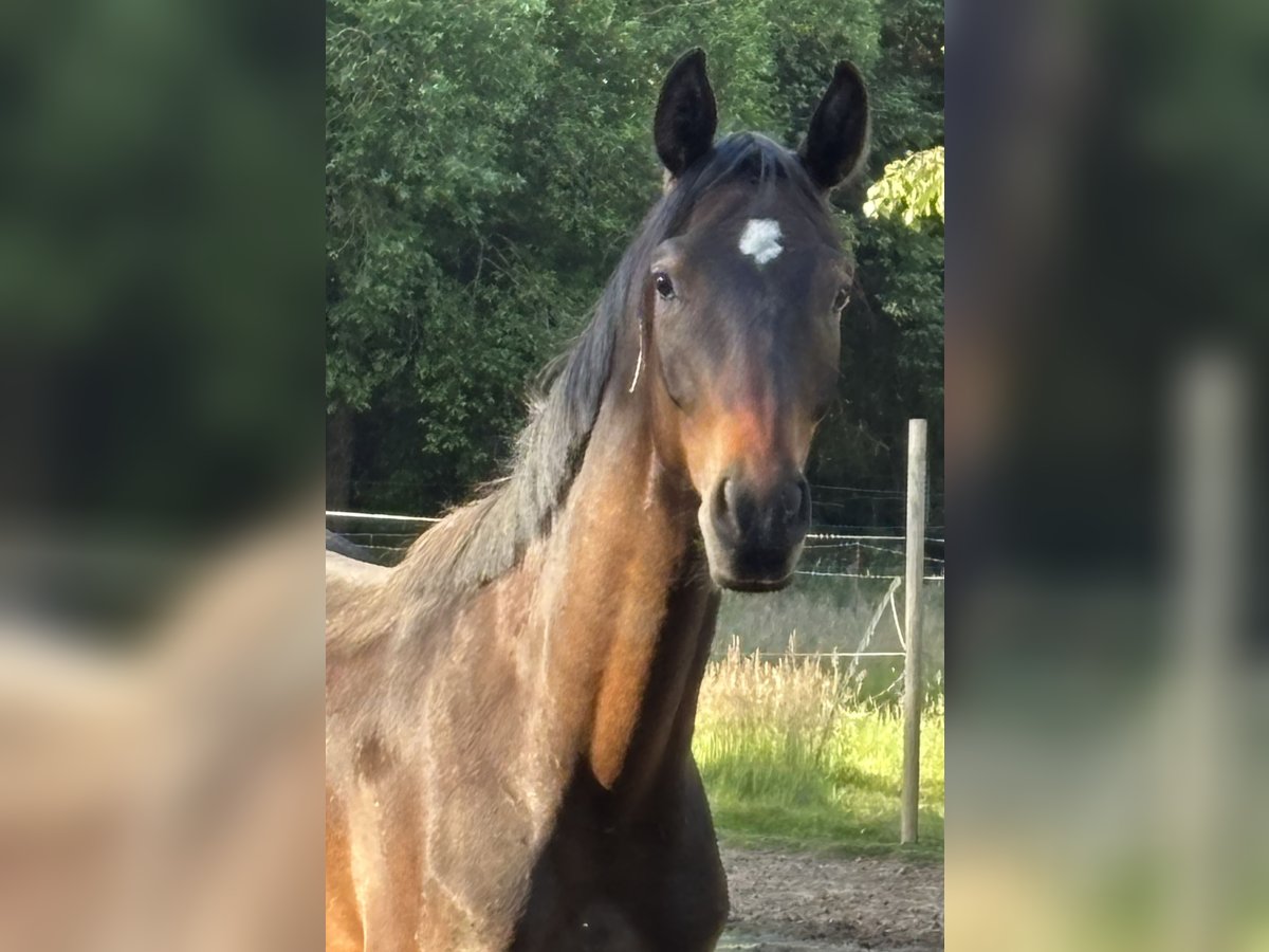 Hannoveraner Wallach 2 Jahre 164 cm Brauner in Neustadt am R&#xFC;benberge