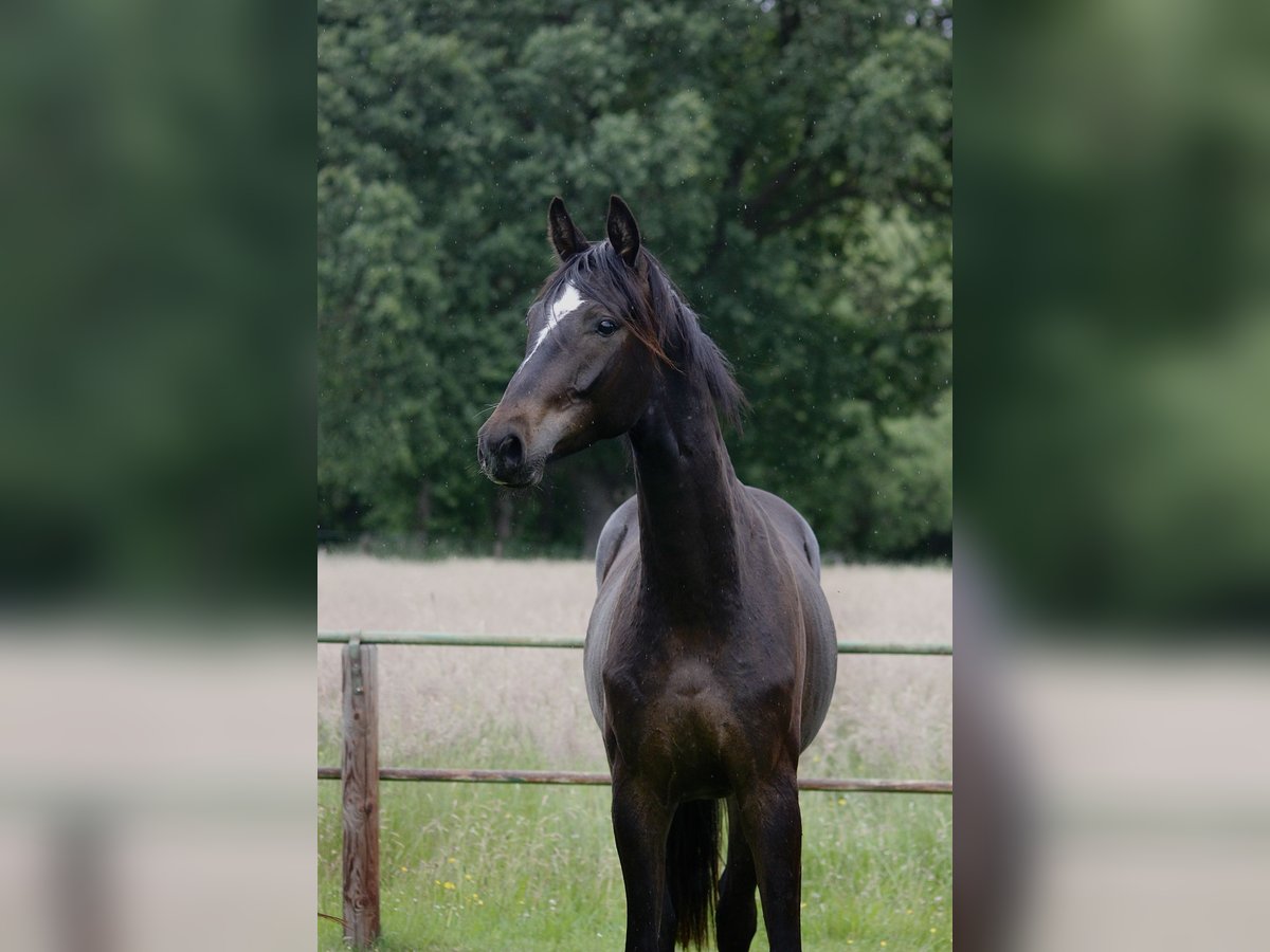 Hannoveraner Wallach 2 Jahre 164 cm Dunkelbrauner in Clenze OT Guhreitzen
