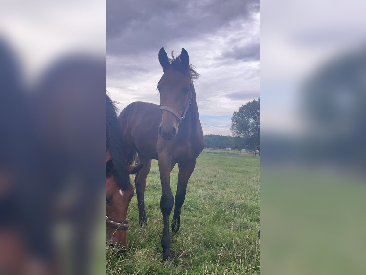 Hannoveraner Wallach 2 Jahre 164 cm in Neukalen