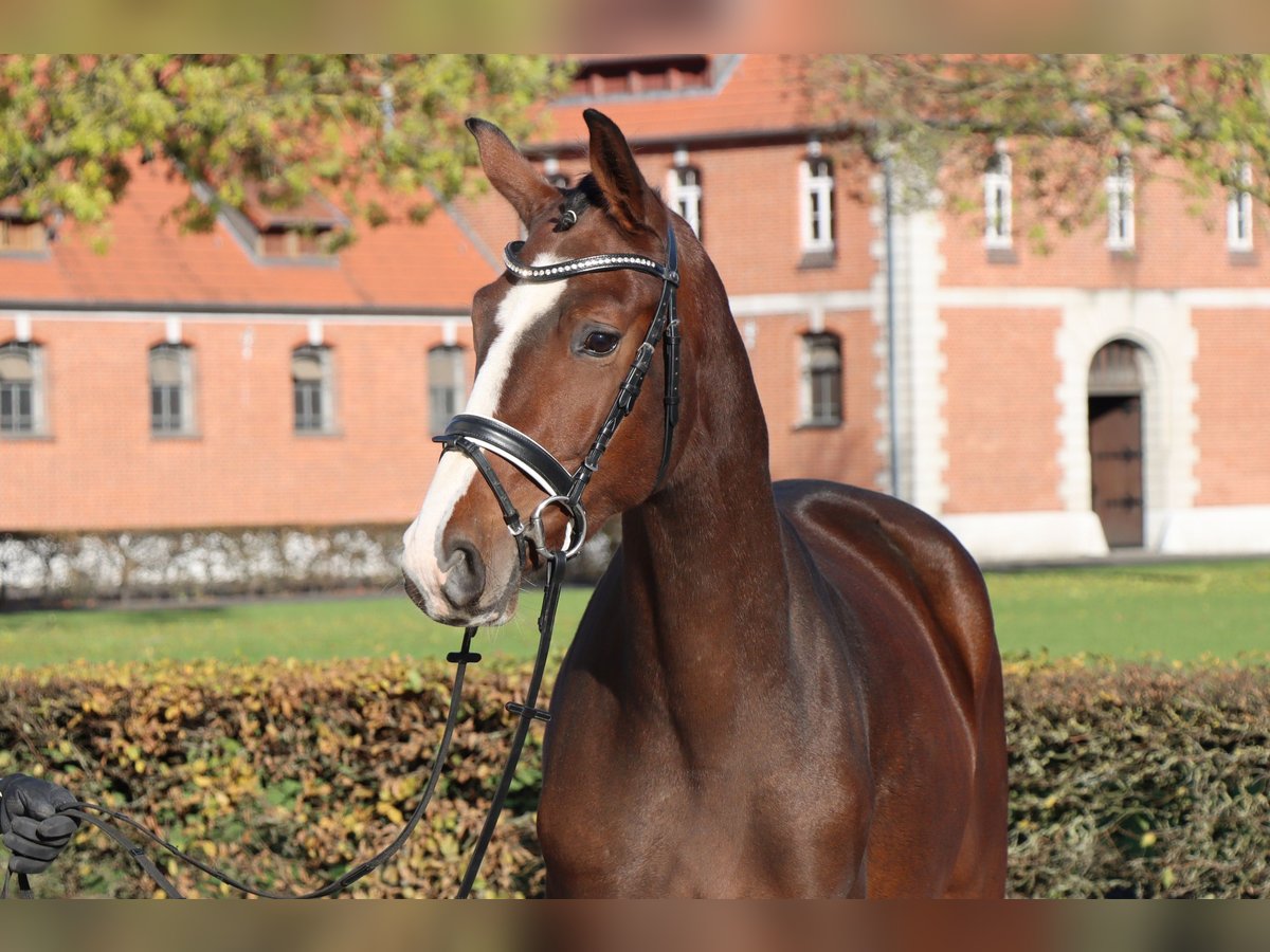 Hannoveraner Wallach 2 Jahre 165 cm Brauner in Celle