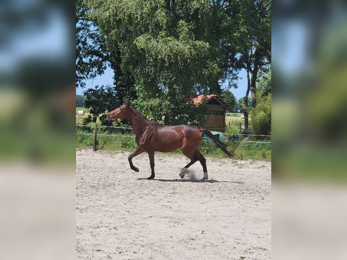 Hannoveraner Wallach 2 Jahre 165 cm Brauner in Wilhelmshaven