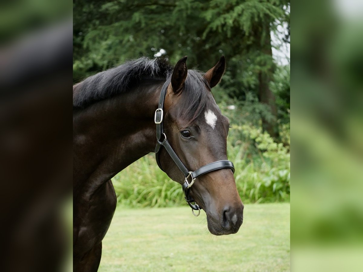 Hannoveraner Wallach 2 Jahre 165 cm Rappe in Duisburg
