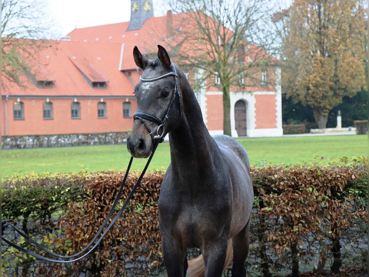 Hannoveraner Wallach 2 Jahre 166 cm Schimmel in Celle