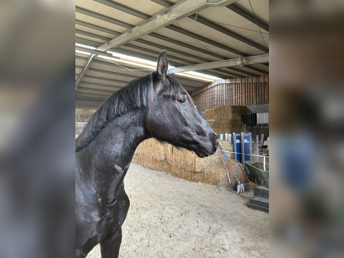Hannoveraner Wallach 2 Jahre 167 cm Rappe in Emmerthal