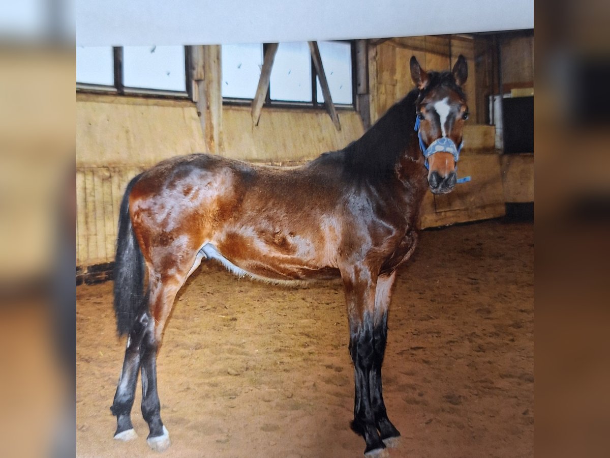 Hannoveraner Wallach 2 Jahre 168 cm Brauner in Coburg