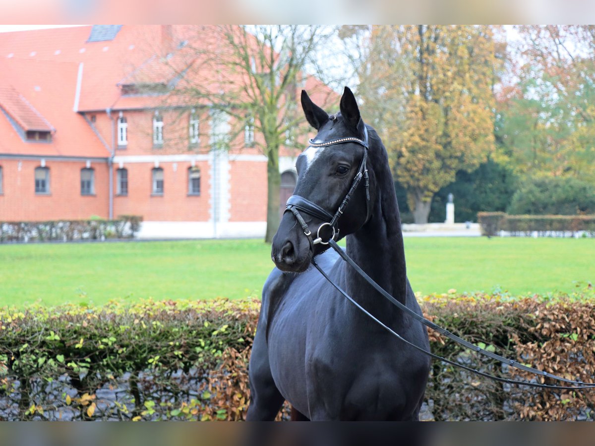 Hannoveraner Wallach 2 Jahre 168 cm Rappe in Celle