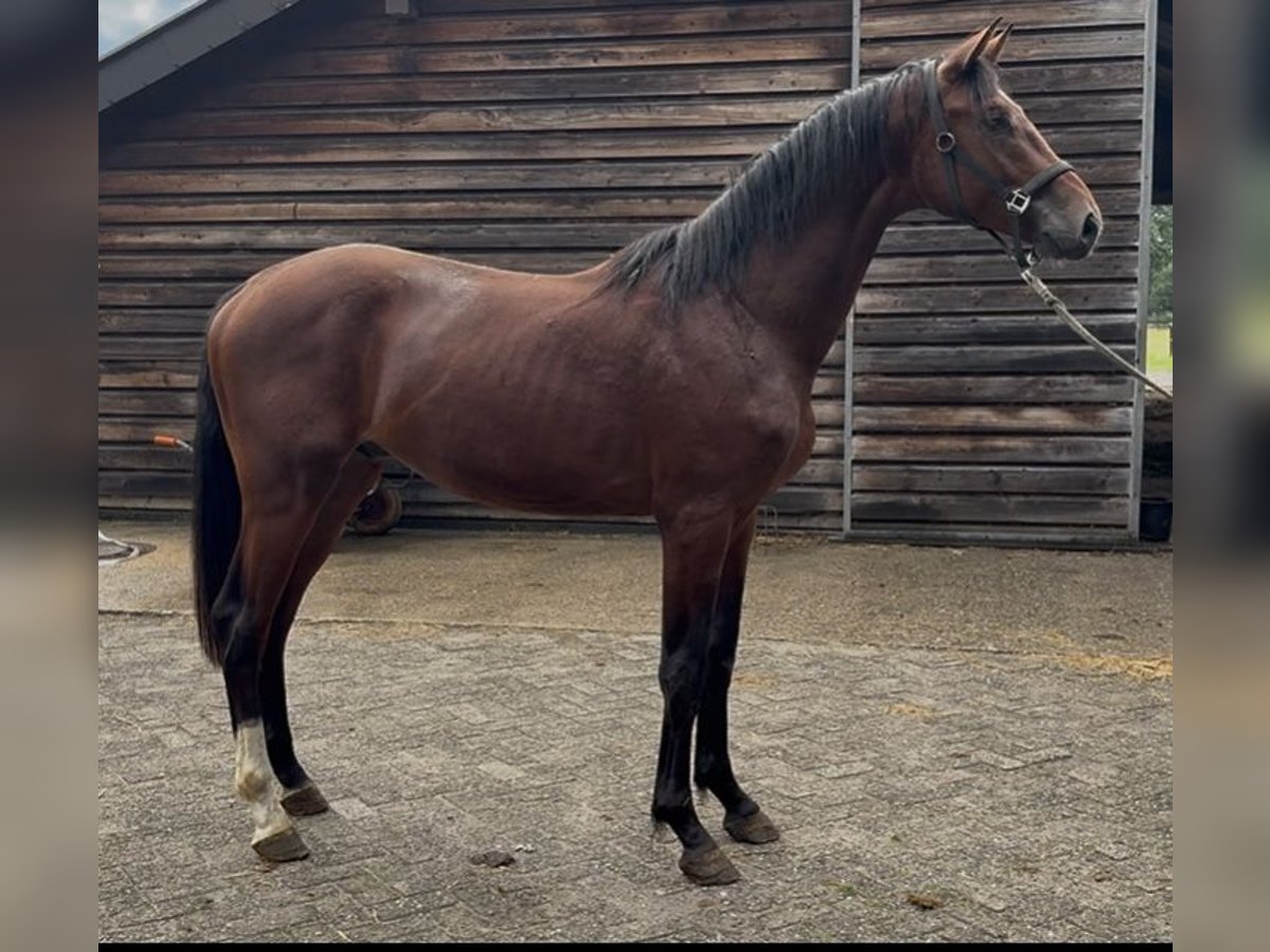 Hannoveraner Wallach 2 Jahre 170 cm Brauner in Nordhorn