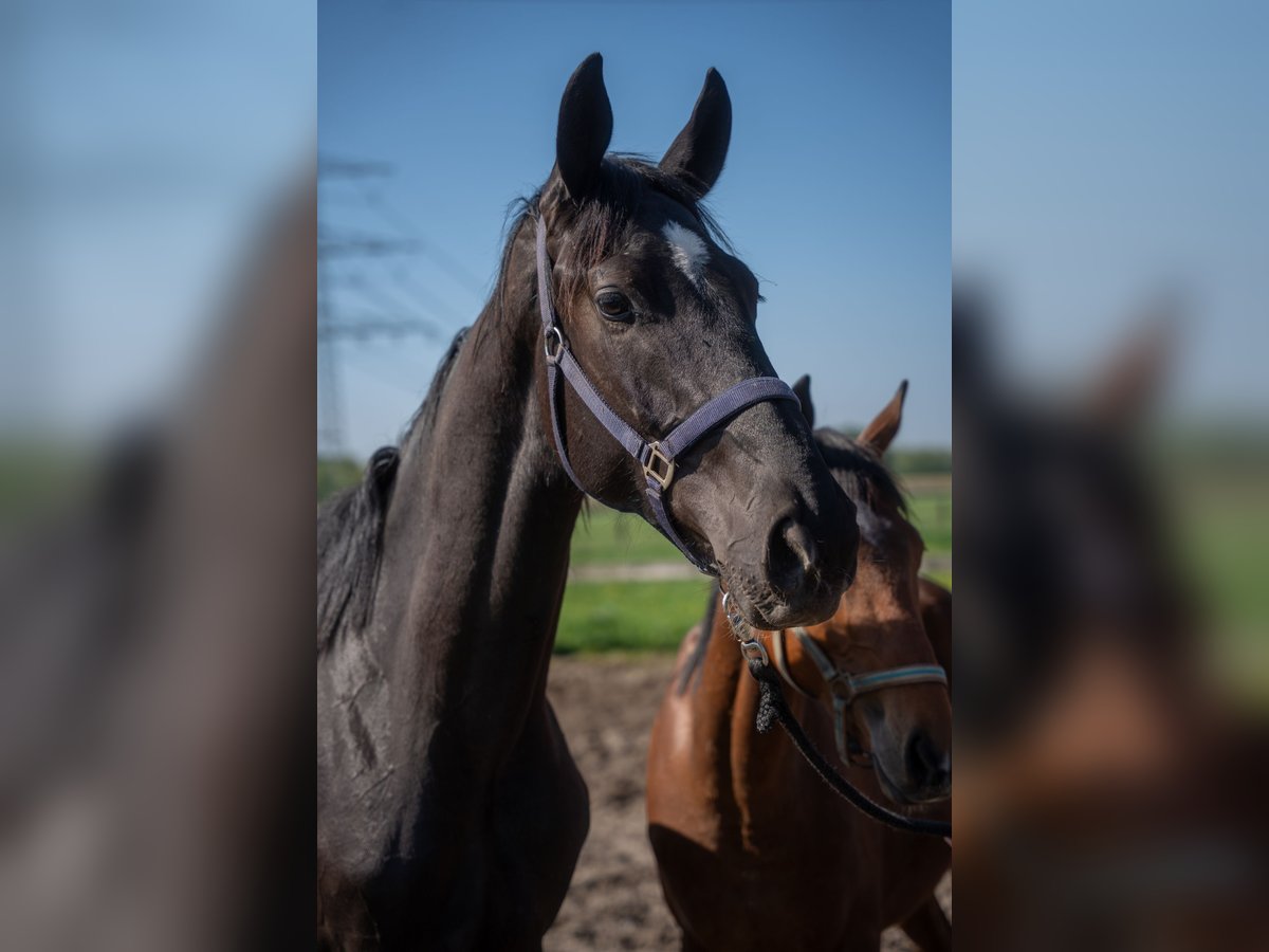 Hannoveraner Wallach 2 Jahre 170 cm Rappe in Hamm
