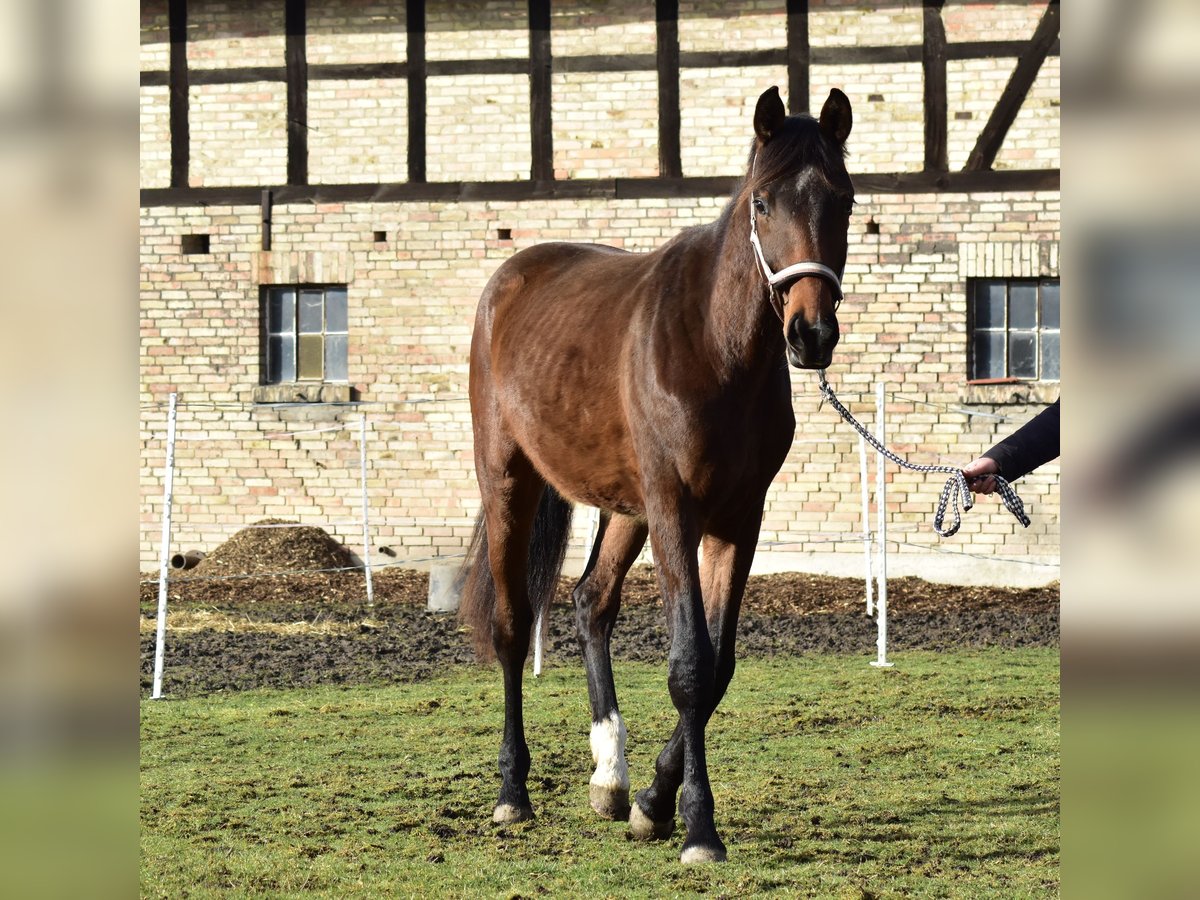 Hannoveraner Wallach 2 Jahre 175 cm Brauner in Salzgitter