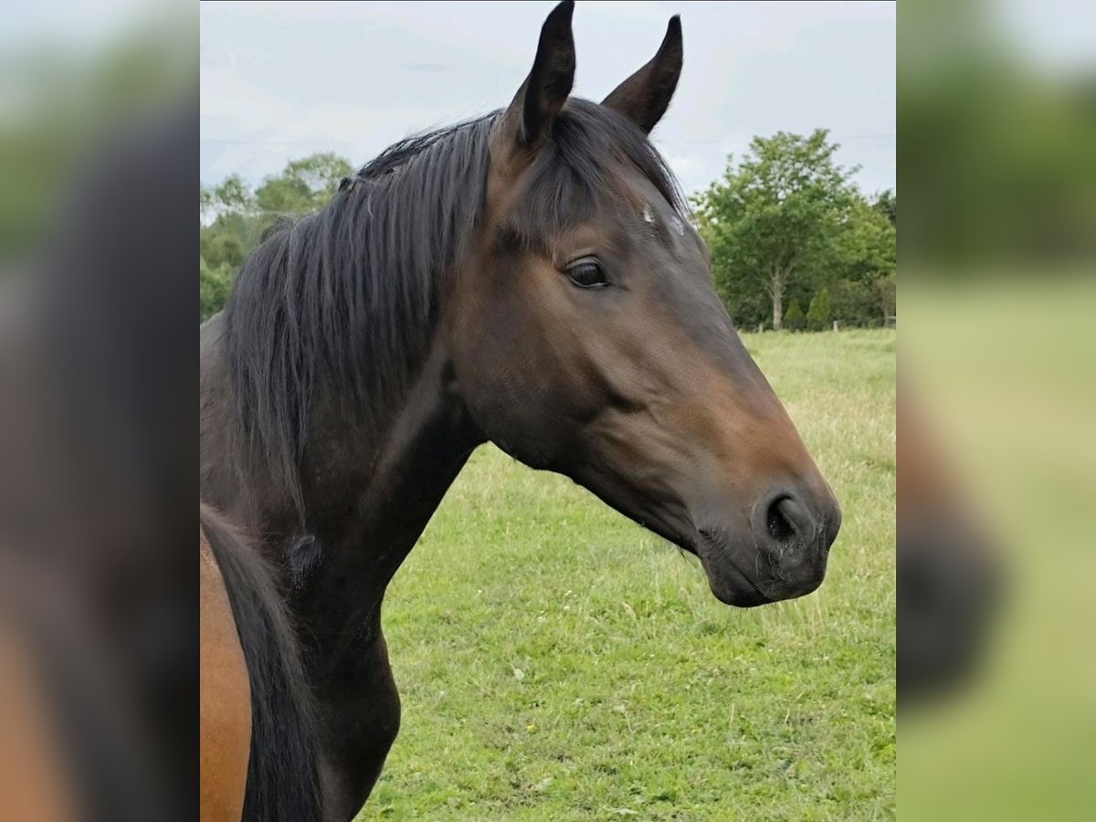 Hannoveraner Wallach 2 Jahre 175 cm Schwarzbrauner in Zarpen