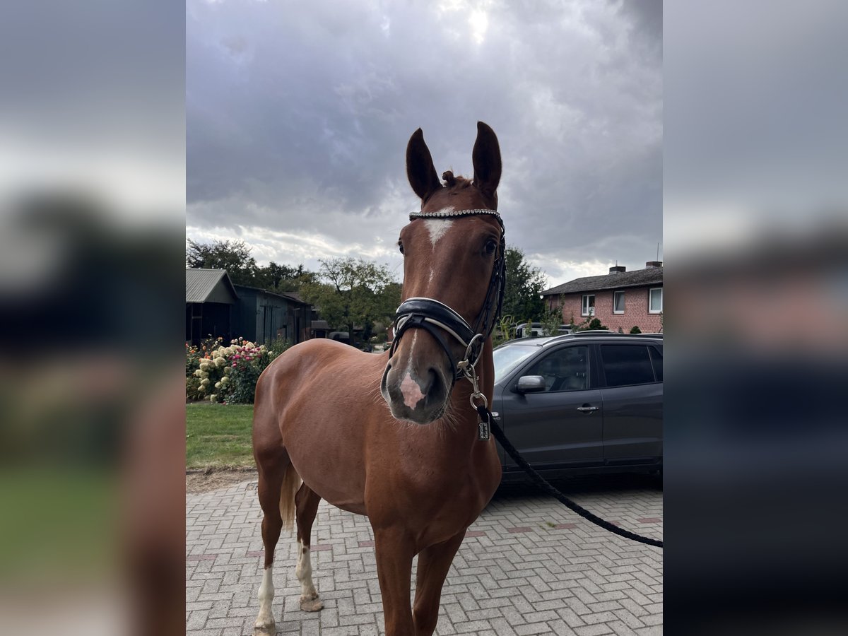 Hannoveraner Wallach 2 Jahre Fuchs in Bliedersdorf