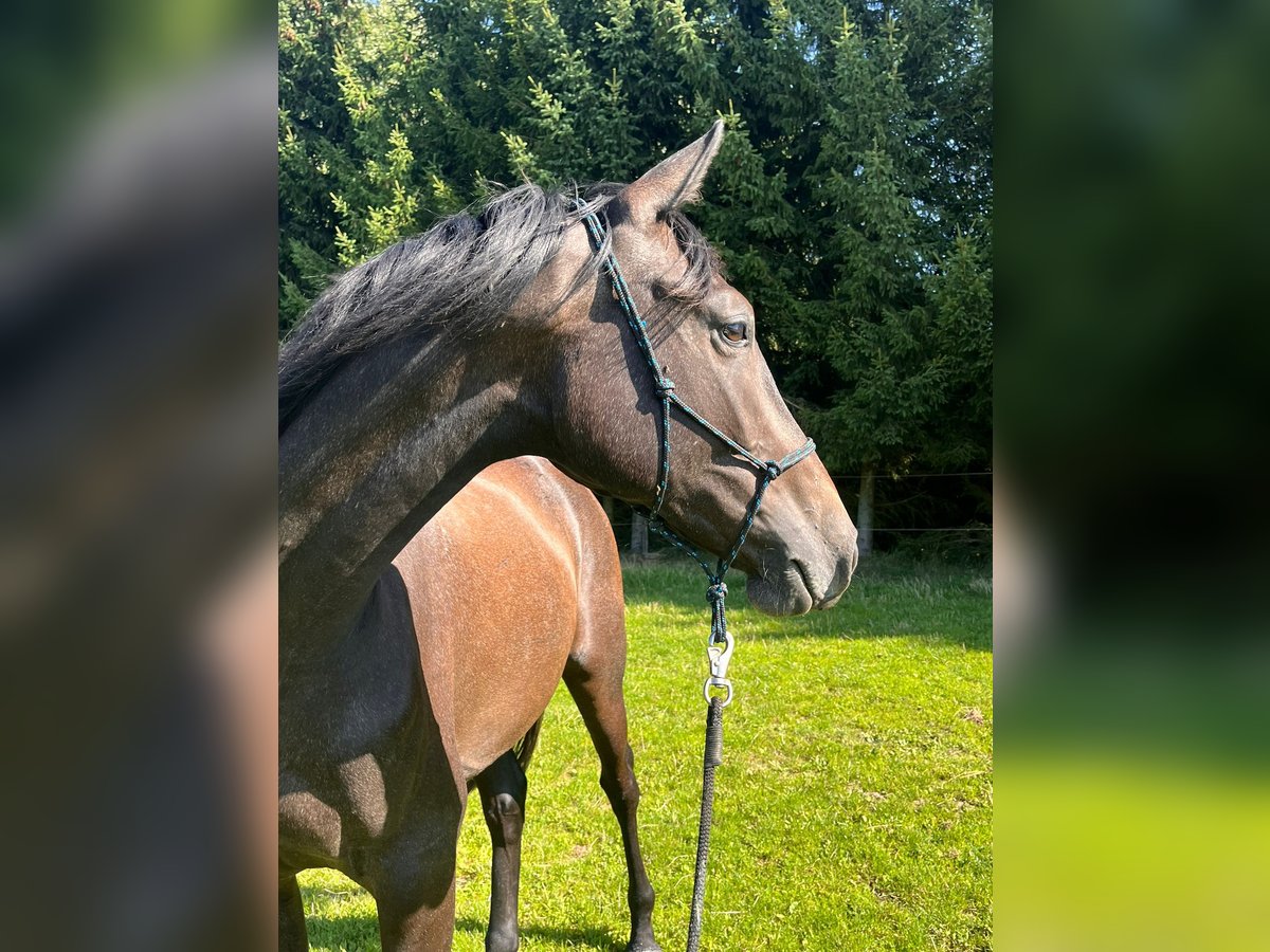 Hannoveraner Wallach 2 Jahre Kann Schimmel werden in Klatovy