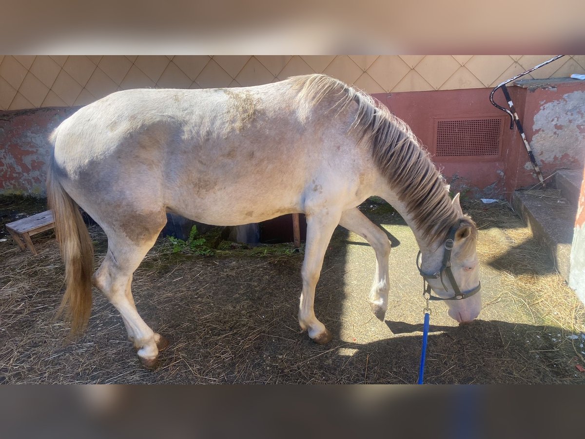 Hannoveraner Mix Wallach 3 Jahre 148 cm Cremello in Freiensteinau