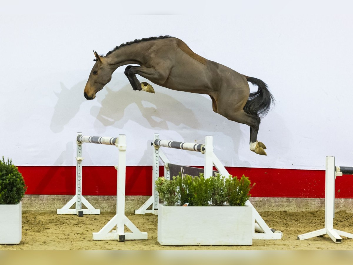 Hannoveraner Wallach 3 Jahre 160 cm Brauner in Waddinxveen