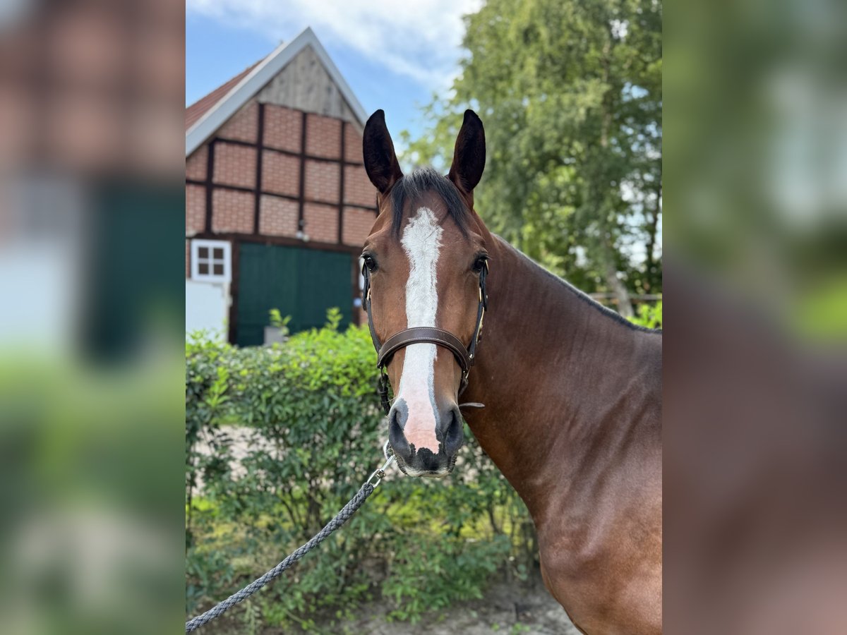 Hannoveraner Wallach 3 Jahre 160 cm Dunkelbrauner in Hasel&#xFC;nne