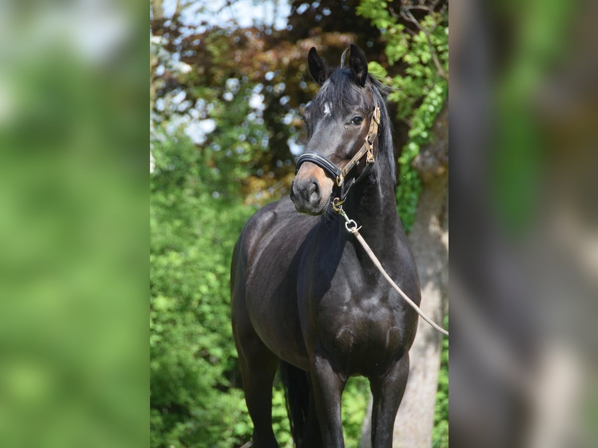 Hannoveraner Wallach 3 Jahre 160 cm Rappe in Osten
