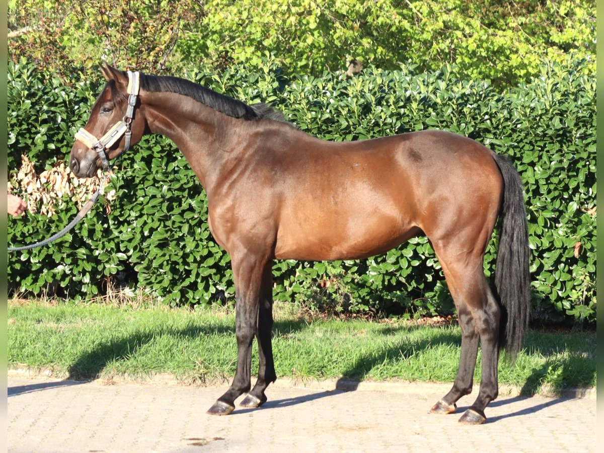 Hannoveraner, Wallach in Selsingen