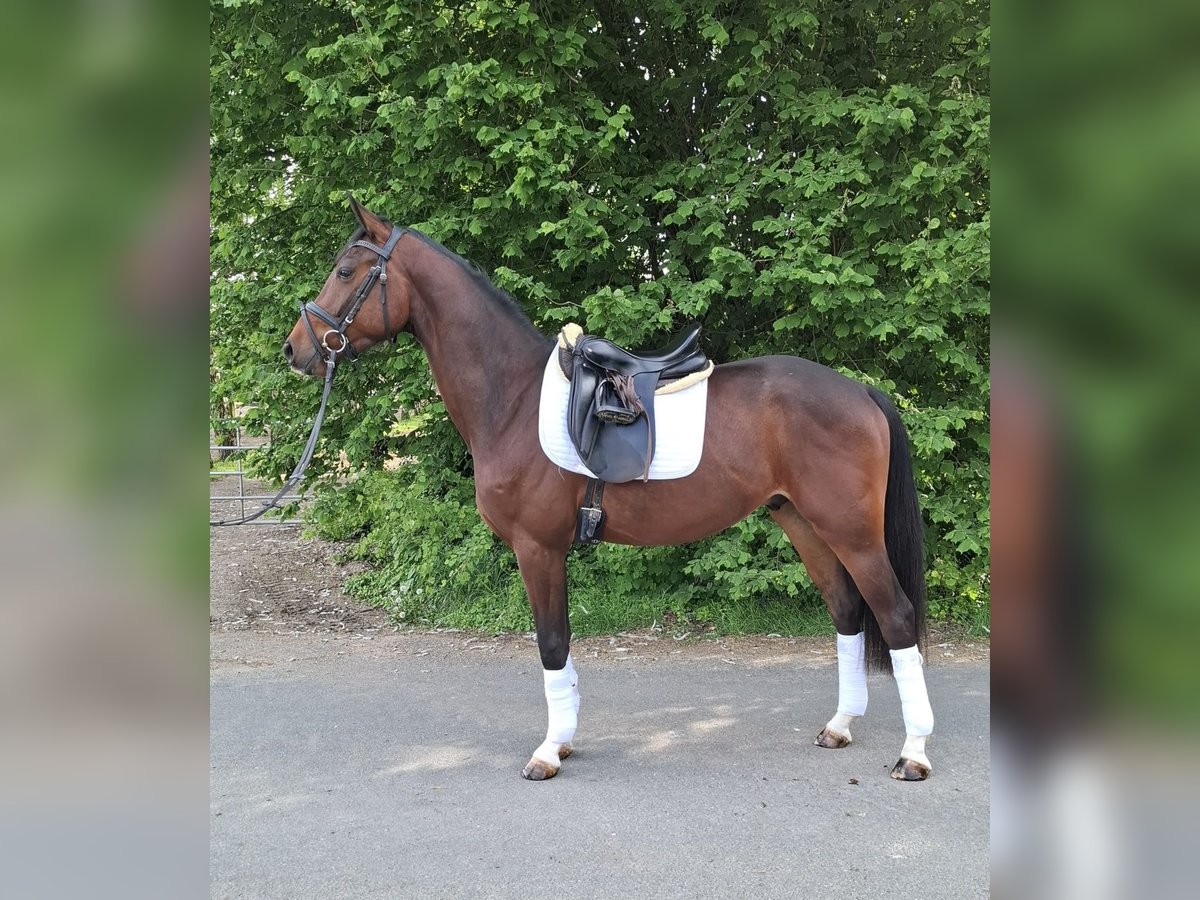 Hannoveraner Wallach 3 Jahre 162 cm Dunkelbrauner in Essen