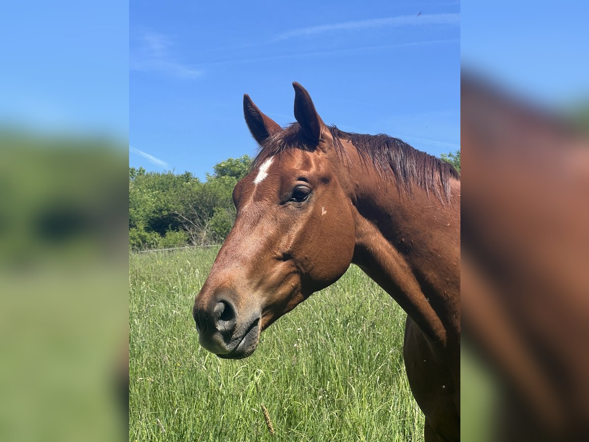 Hannoveraner Wallach 3 Jahre 162 cm Fuchs in Homberg (Efze)