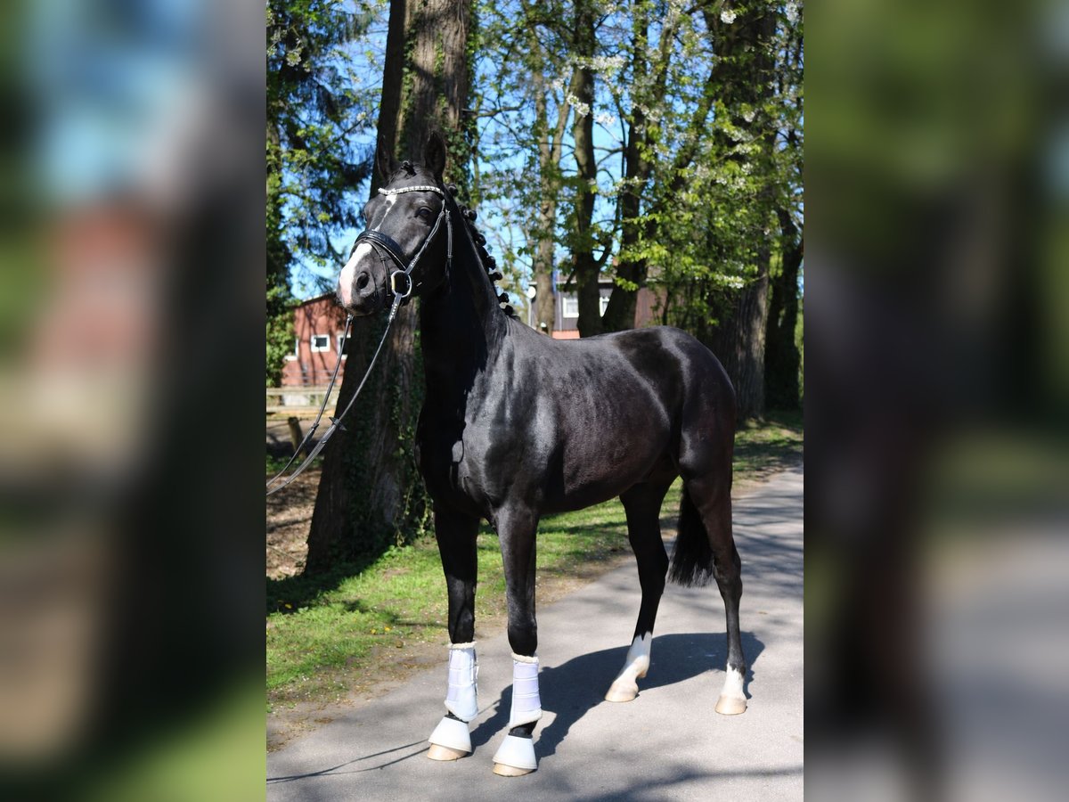 Hannoveraner, Wallach in Fürstenau