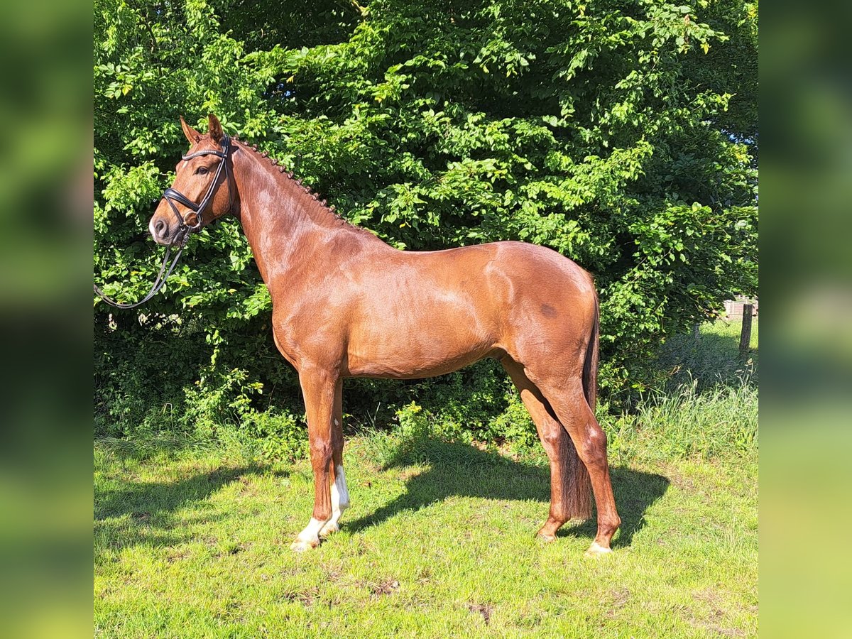 Hannoveraner Wallach 3 Jahre 163 cm Dunkelfuchs in Loxstedt