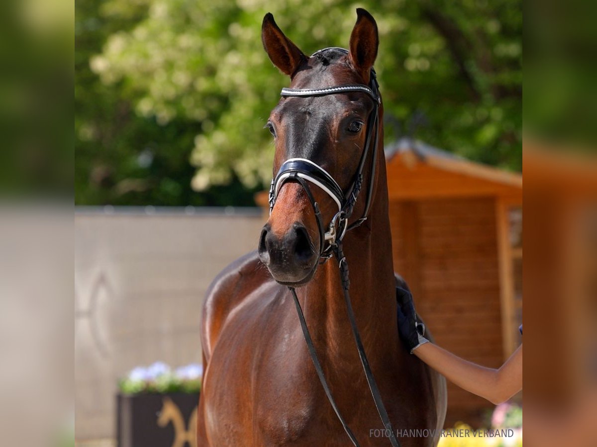 Hannoveraner Wallach 3 Jahre 164 cm Fuchs in Verden