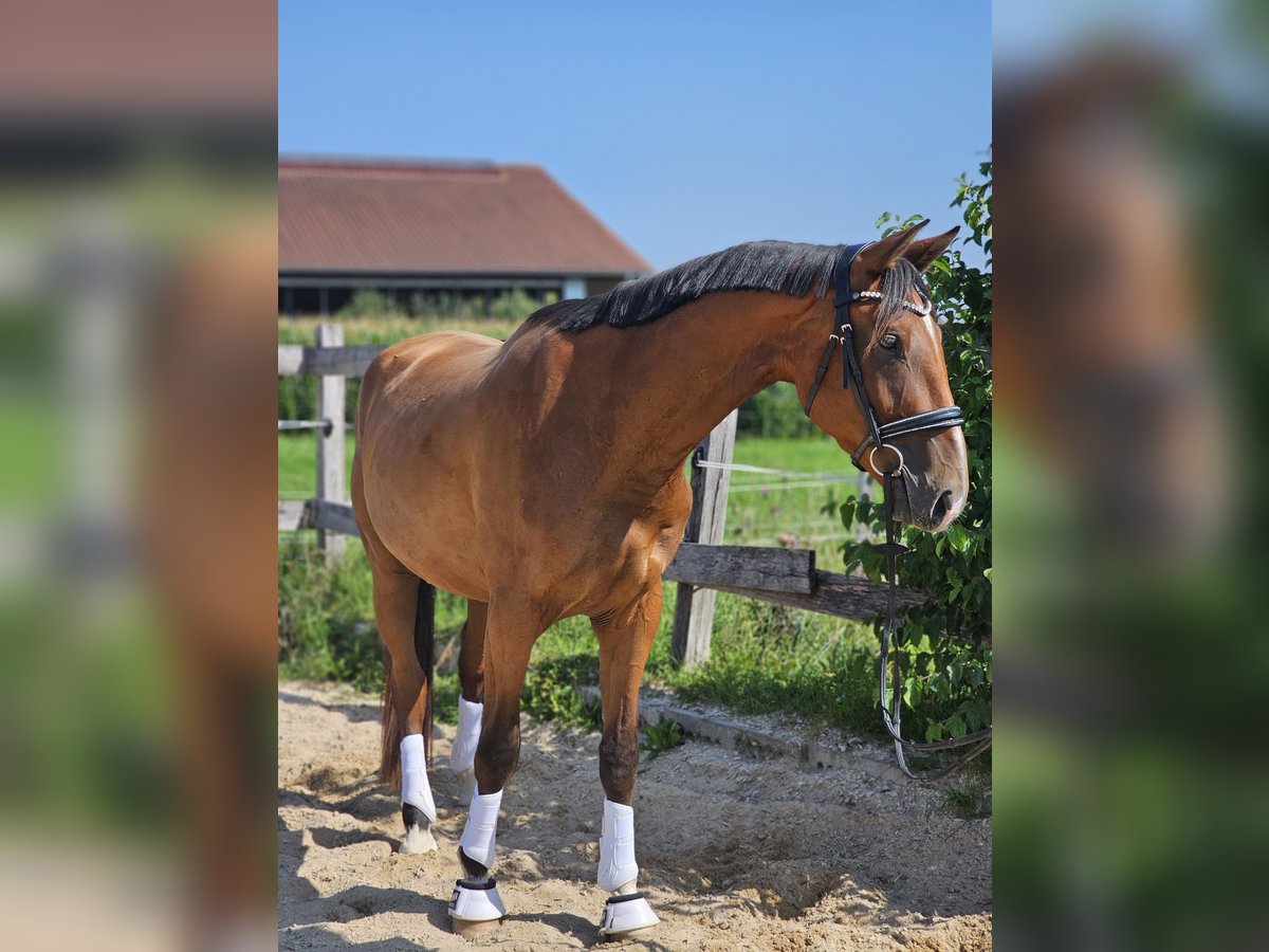 Hannoveraner Wallach 3 Jahre 165 cm Brauner in Die&#xDF;en am Ammersee
