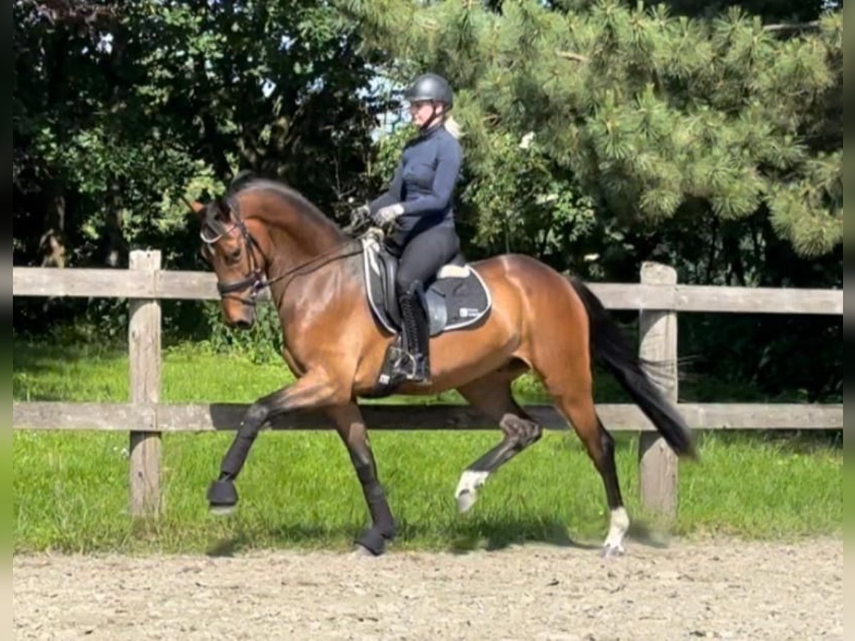Hannoveraner Wallach 3 Jahre 165 cm Brauner in Itzehoe