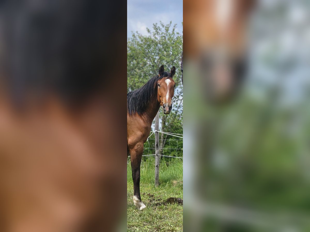 Hannoveraner Wallach 3 Jahre 165 cm Brauner in Dießen am Ammersee